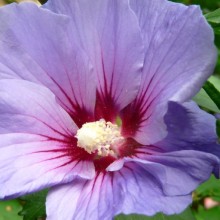 Hibiscus syriacus 'Blue Bird' | květ