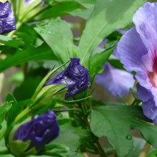 Hibiscus syriacus 'Blue Bird'
