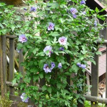 Hibiscus syriacus 'Blue Bird' | habitus