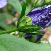 Hibiscus syriacus 'Blue Bird'| poupě