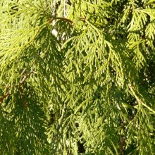 Thuja plicata