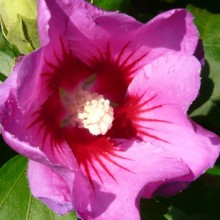 Hibiscus syriacus 'Woodbridge'