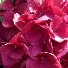 Hydrangea macrophylla 'Merveille Sanguina' | květ
