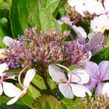 Hydrangea macrophylla 'Mariesii Perfecta' | květ