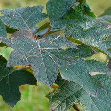 Hydrangea quercifolia | list