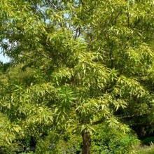 Chitalpa tashkentensis | habitus