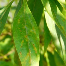 Chitalpa tashkentensis | list