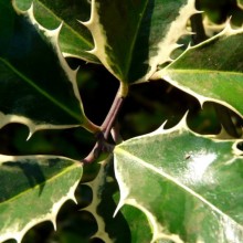 Ilex aquifolium 'Handsworth New Silver'