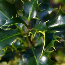 Ilex aquifolium 'Recurva' | list