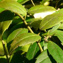 Ilex ciliospinosa | list