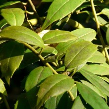 Ilex ciliospinosa