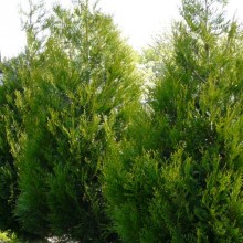 Thuja plicata 'Atrovirens'