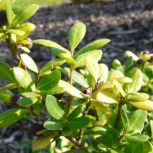 Ilex crenata 'Braddock Heights'