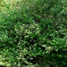 Ilex crenata 'Wiesmoor Silber' | habitus