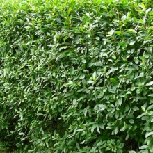 Ligustrum vulgare | stříhaný živý plot