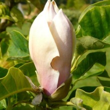 Magnolia acuminata 'Hattie Carthan' | poupě