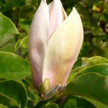 Magnolia acuminata 'Hattie Carthan'