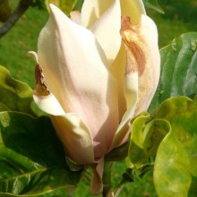 Magnolia acuminata 'Hattie Carthan'