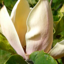 Magnolia acuminata 'Hattie Carthan'