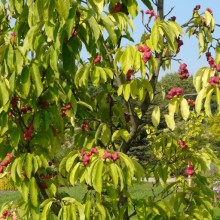 Magnolia zenii | habitus