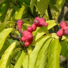 Magnolia zenii