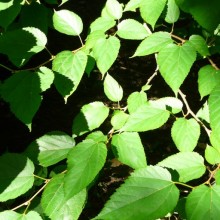 Morus nigra
