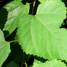 Morus nigra | list