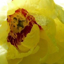 Paeonia suffruticosa 'Hinun' | květ