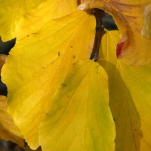 Parrotia persica
