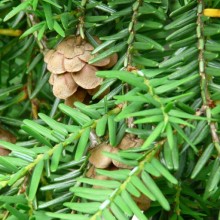 Tsuga canadensis   