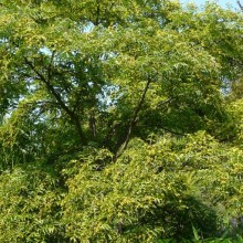 Phellodendron japonicum | habitus