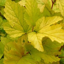 Physocarpus opulifolius 'Aureum' | list
