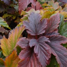 Physocarpus opulifolius 'Zdechovice' | podzimní zbarvení