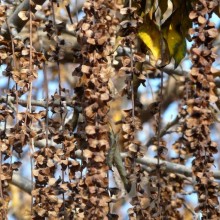 Pterocarya fraxinifolia