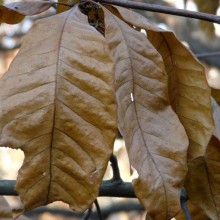 Quercus imbricaria | podzimní list