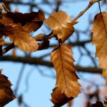 Quercus libani