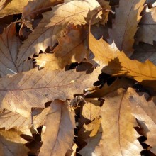 Quercus libani