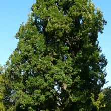 Quercus robur 'Fastigiata' | starý exemplář