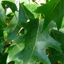 Quercus rubra | list