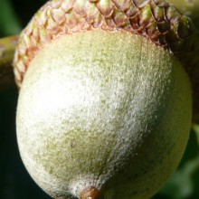Quercus rubra | žalud