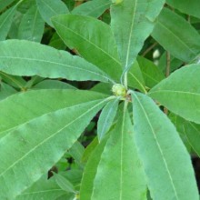 Rhododendron molle