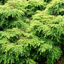 Tsuga canadensis 'Jeddeloh'