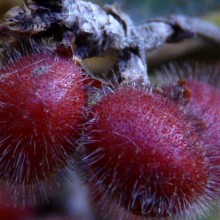 Rhus aromatica | plod