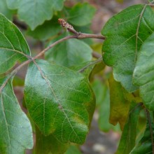 Rhus aromatica | list