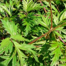 Rubus laciniatus 