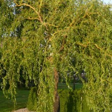 Salix x erythroflexuosa | habitus