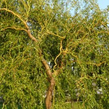Salix x erythroflexuosa