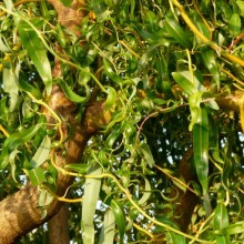 Salix x erythroflexuosa
