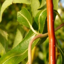 Salix x erythroflexuosa