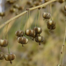 Flueggea suffruticosa